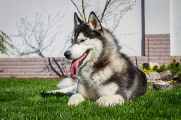 Siberian husky dog outdoors