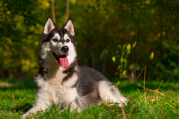 Siberian husky dog outdoors