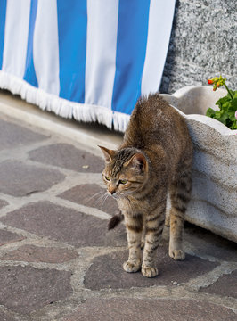 Scarey cat with arched back in street