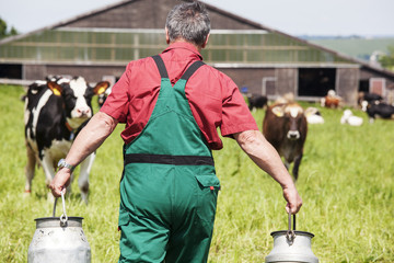 farmer with milk churns at his cows