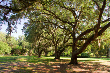 Park, Garten, Landschaft, Idylle, Bäume, hängend,