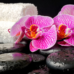 spa setting of zen stones with drops, blooming twig of stripped