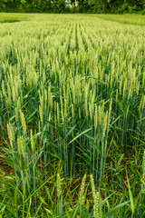 champs de blé vert
