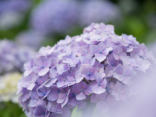 Obraz premium 初夏の紫陽花園