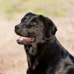 Portrait of cheerful domestic dog labrador retriever outdoors