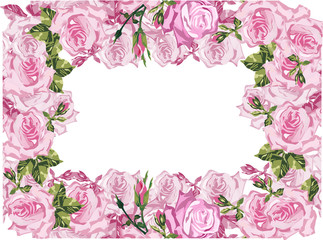 large pink rose flowers frame on white