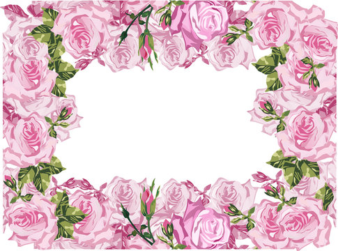 large pink rose flowers frame on white