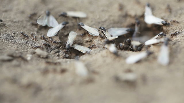 Uterus ants