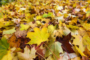 Gelbe Blätter im Herbst