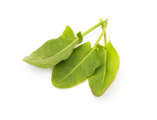 Bunch of spinach leaves on isolated white background