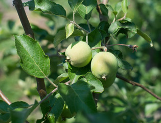 Green apples on an apple-tree branch