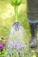watering garden