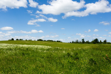 Green flowering meadow under blue sky