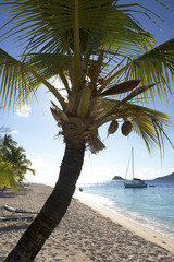 palm island st vincent and the grenadines caribbean 42
