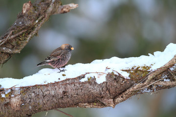 Asian Rosy finch (Leucosticte arctoa brunneonucha) in Japan