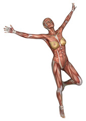 Female Anatomy Figure