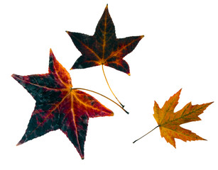 Dried pressed autumn leaves - memories of summer past