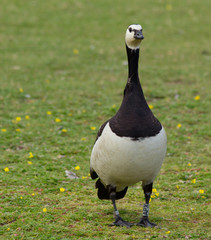 Barnacle goose