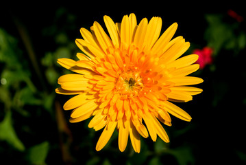 Macro Shot of Yellow Gerbera Flower Background