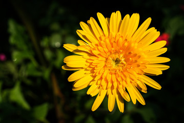 Macro Shot of Yellow Gerbera Flower Background