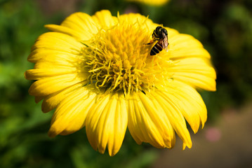 Macro Shot of Bee Collecting Pollen from Mexican Daisy Flower
