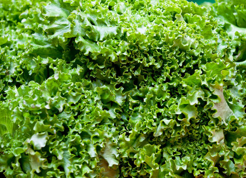 Kopfsalat Mit Krausen Blättern