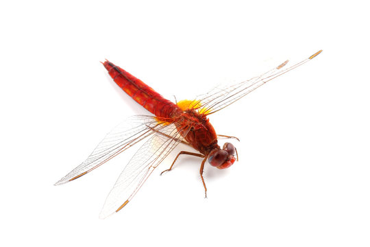 Scarlet Dragonfly (Crocothemis erythraea) isolated on white