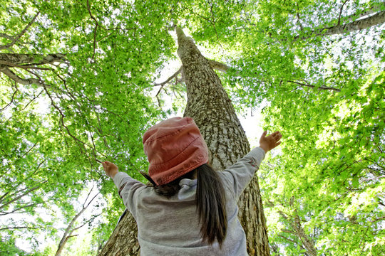 ブナの木を見上げる子供