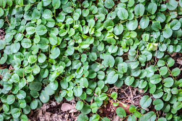 green leaves background top eye view in the park