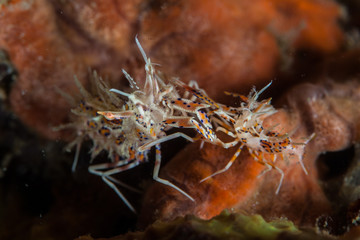 Tiger shrimp 1