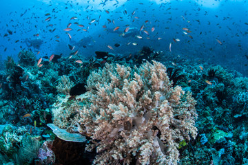 Naklejka na ściany i meble Indonesian Coral Reef 2