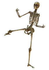 Human Skeleton