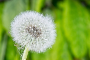 fragile dandelion