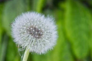 beautiful dandelion in spring