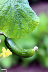 Kurke erntereif an Strauch