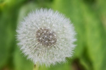 onedandelion