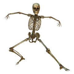 Human Skeleton