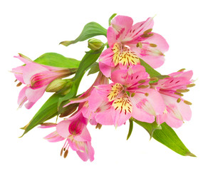 Fototapeta premium alstroemeria flowers