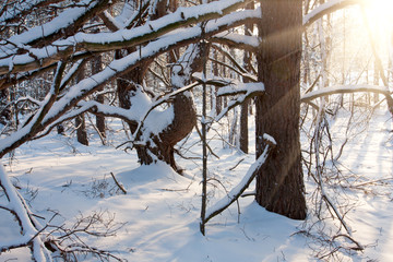 winter scene in forest