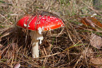 fly agaric in autumn forest