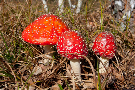 fly agaric mushrooms in forest