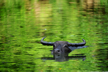 the domestic buffalo hides in water from a heat