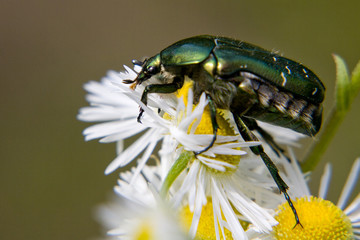 green bug on  daisywheel