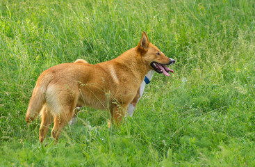 Young four-legged friends looking in the spring grass
