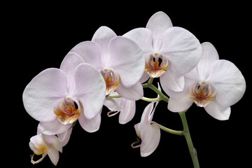 white orchids - 66348423