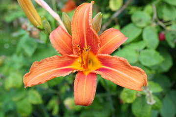 Blüte der nur einen Tag lang blühenden Taglilie