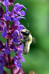 Biene holt sich Nektar Sommerflieder