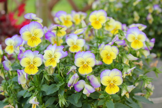 Ein Busch Stiefmütterchen mit vielen Blüten in gelb und violett