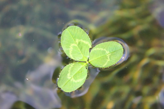 Dreiblättriges Kleeblatt schwimmt auf der Wasseroberfläche