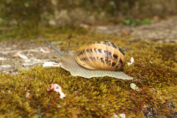 Snail on Wall